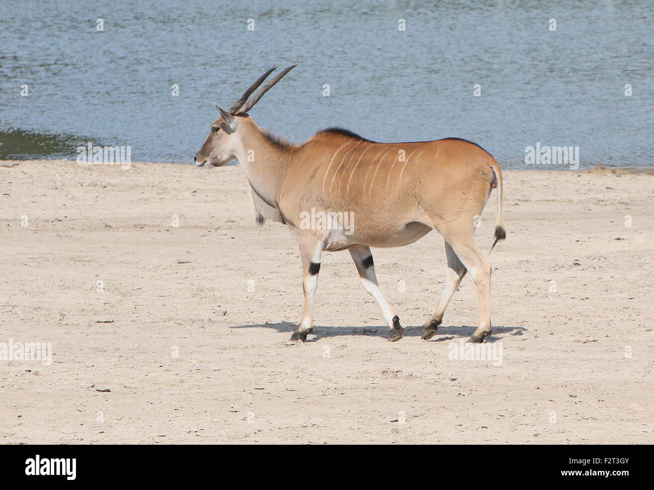 African Southern or Common Eland antelope (Taurotragus oryx) walking past a watering place Stock Photo