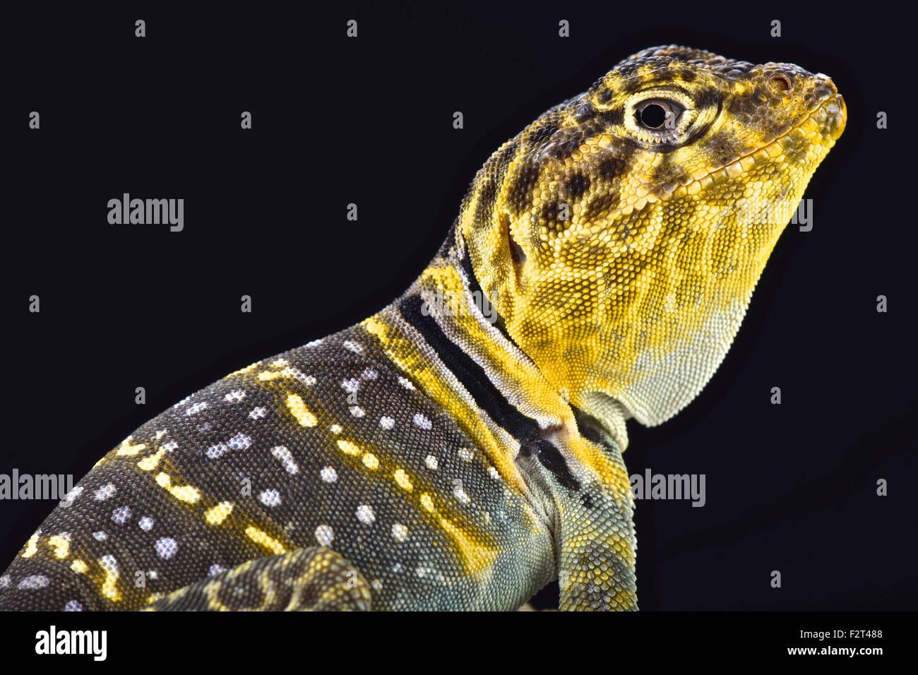 Yellow headed collared Lizard (Crotaphytus collaris auriceps Stock