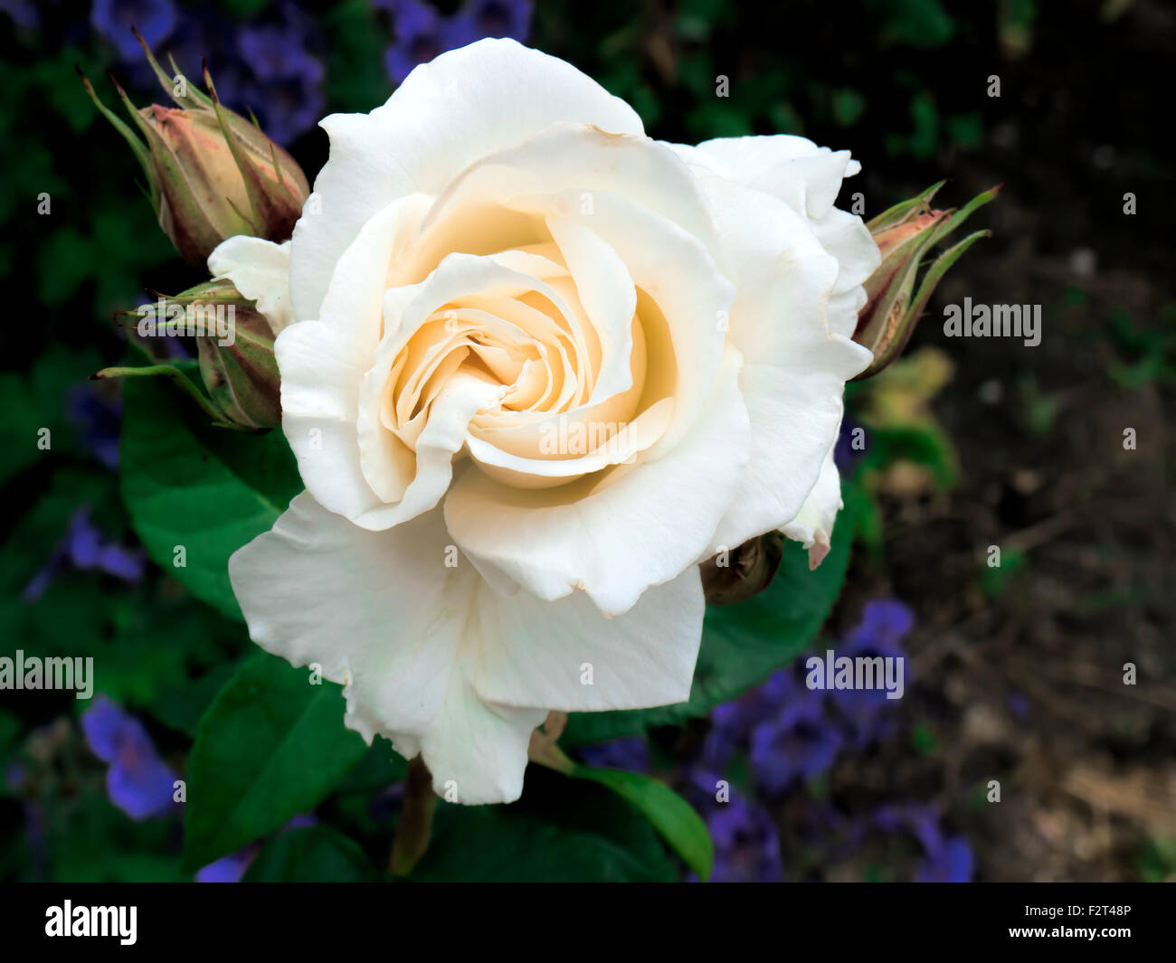 White rose flower Stock Photo Alamy