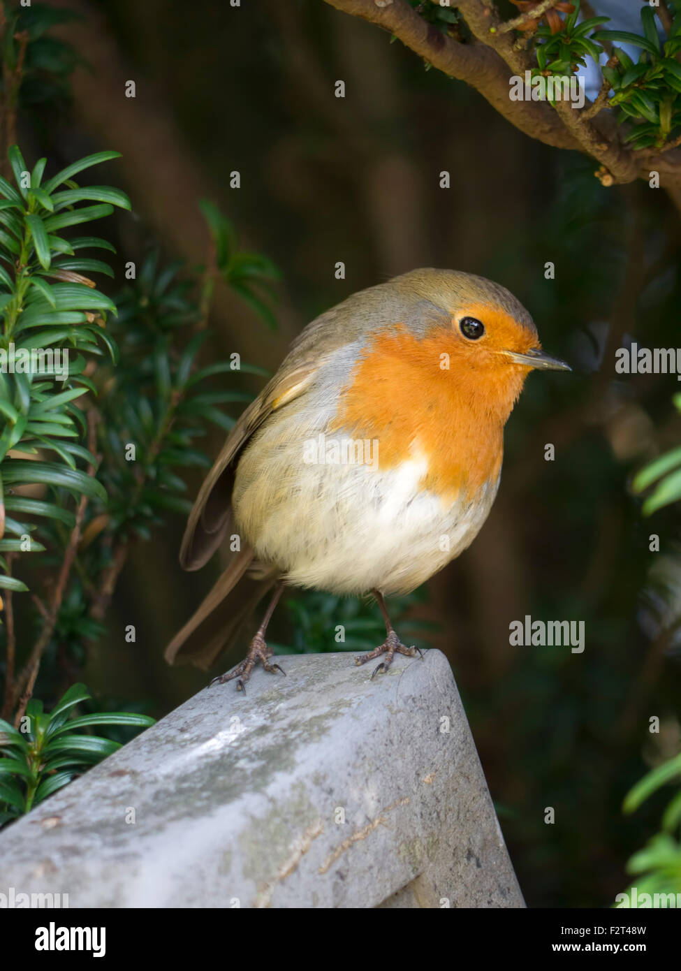 A bird seen mostly in the Winter and particularly at Christmas the popular Robin Redbreast. Stock Photo