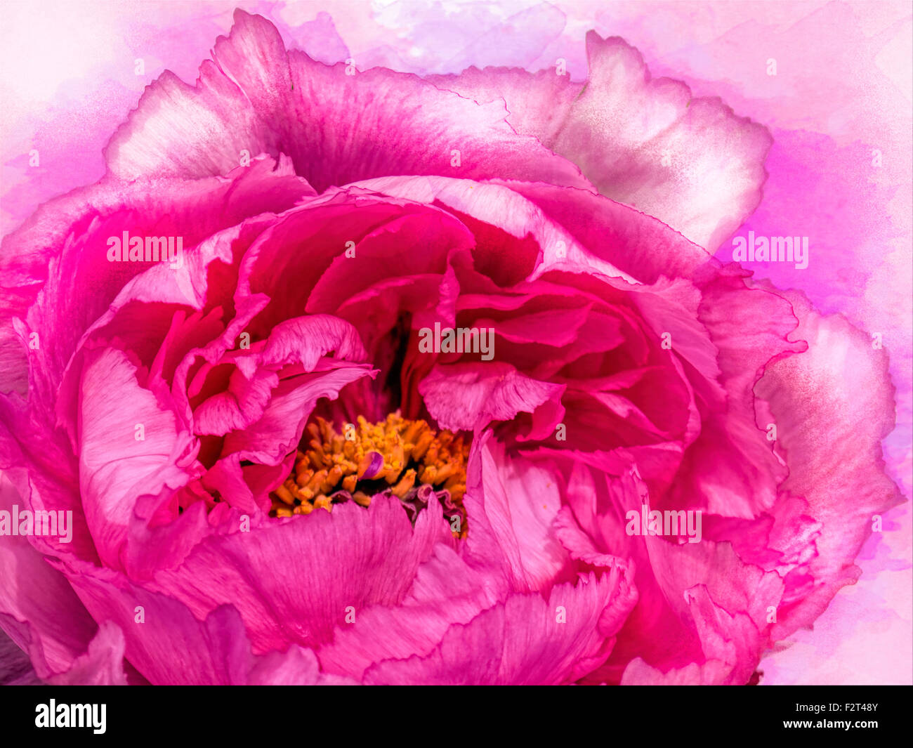 Pretty in pink Peony flower Stock Photo