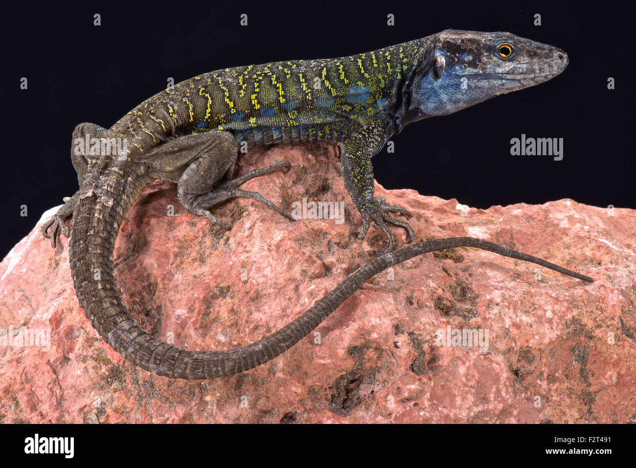 Northern Tenerife lizard ( Gallotia galloti eisentrauti) Stock Photo