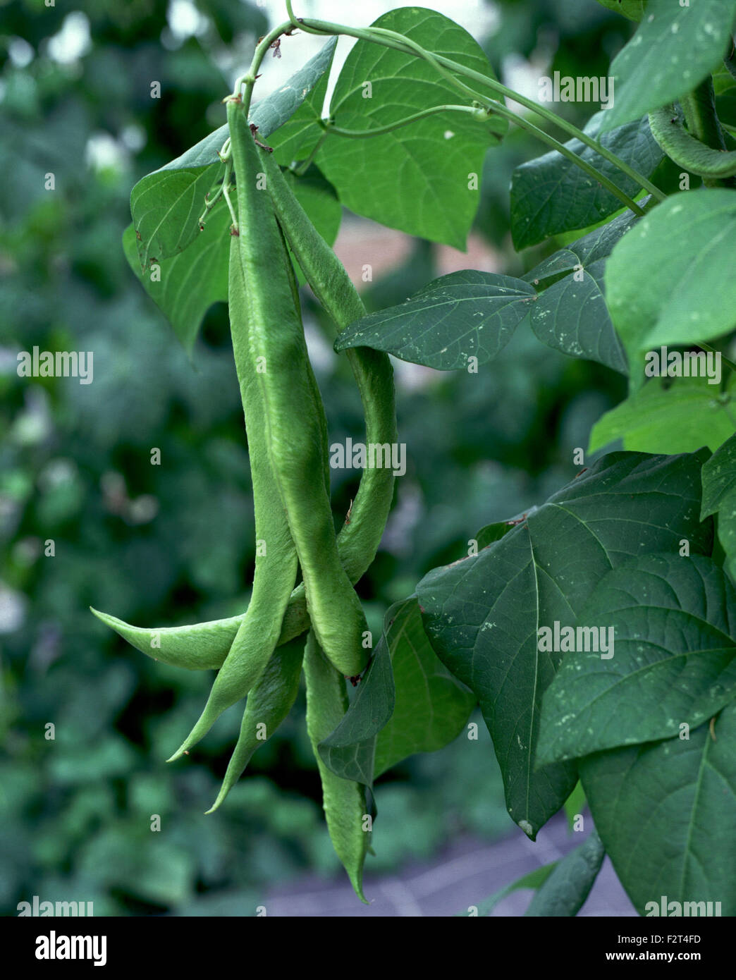 Runner beans growing on bean stalk in garden Stock Photo Alamy