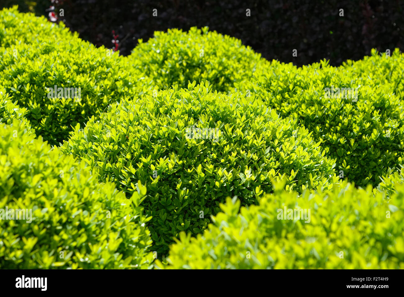 Clipped Buxus Spheres Stock Photo - Alamy