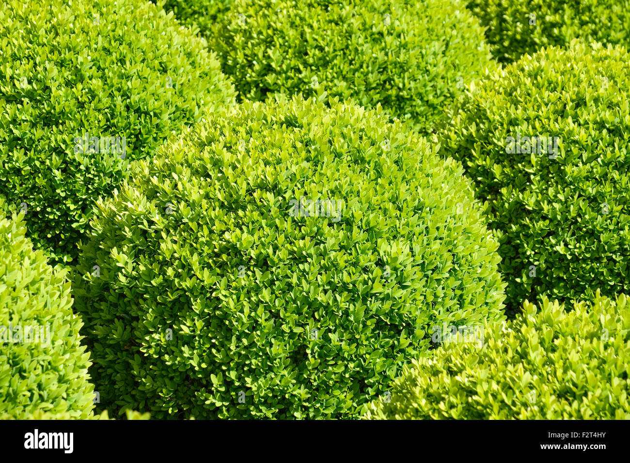 Clipped Buxus Spheres Stock Photo - Alamy