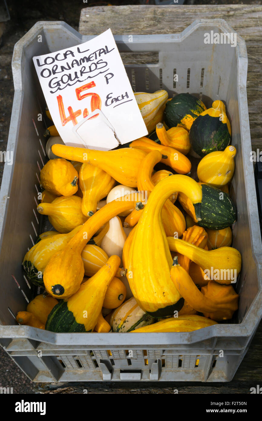 Ornamental gourds hires stock photography and images Alamy