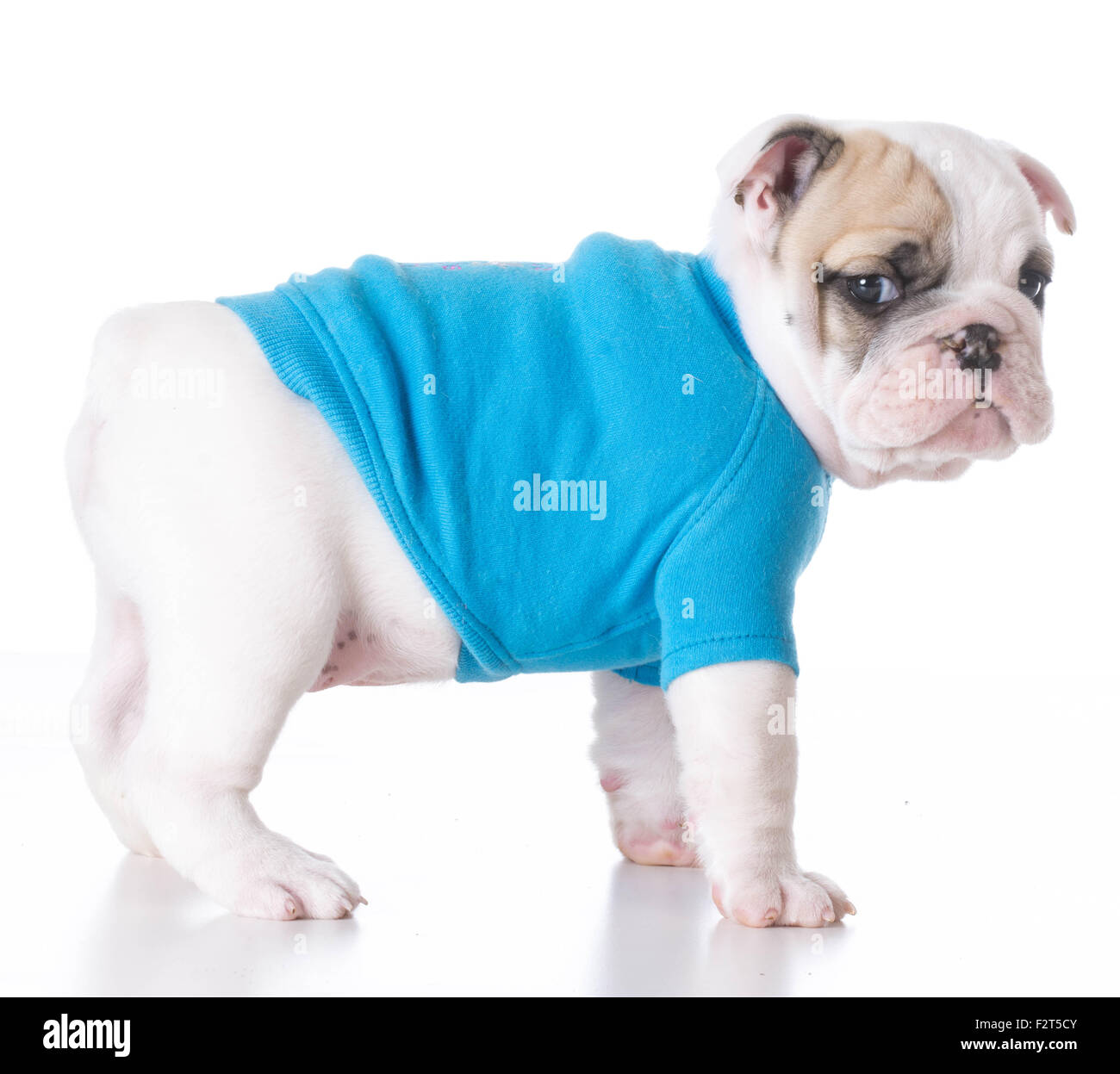 cute puppy - bulldog puppy wearing a blue sweater standing on white background 7 weeks old Stock Photo