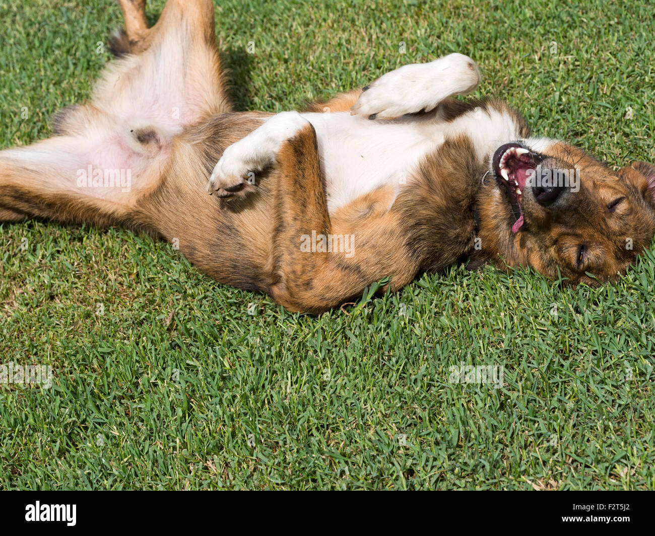 Rescue dog enjoying time outside. Happiness is.......! Stock Photo