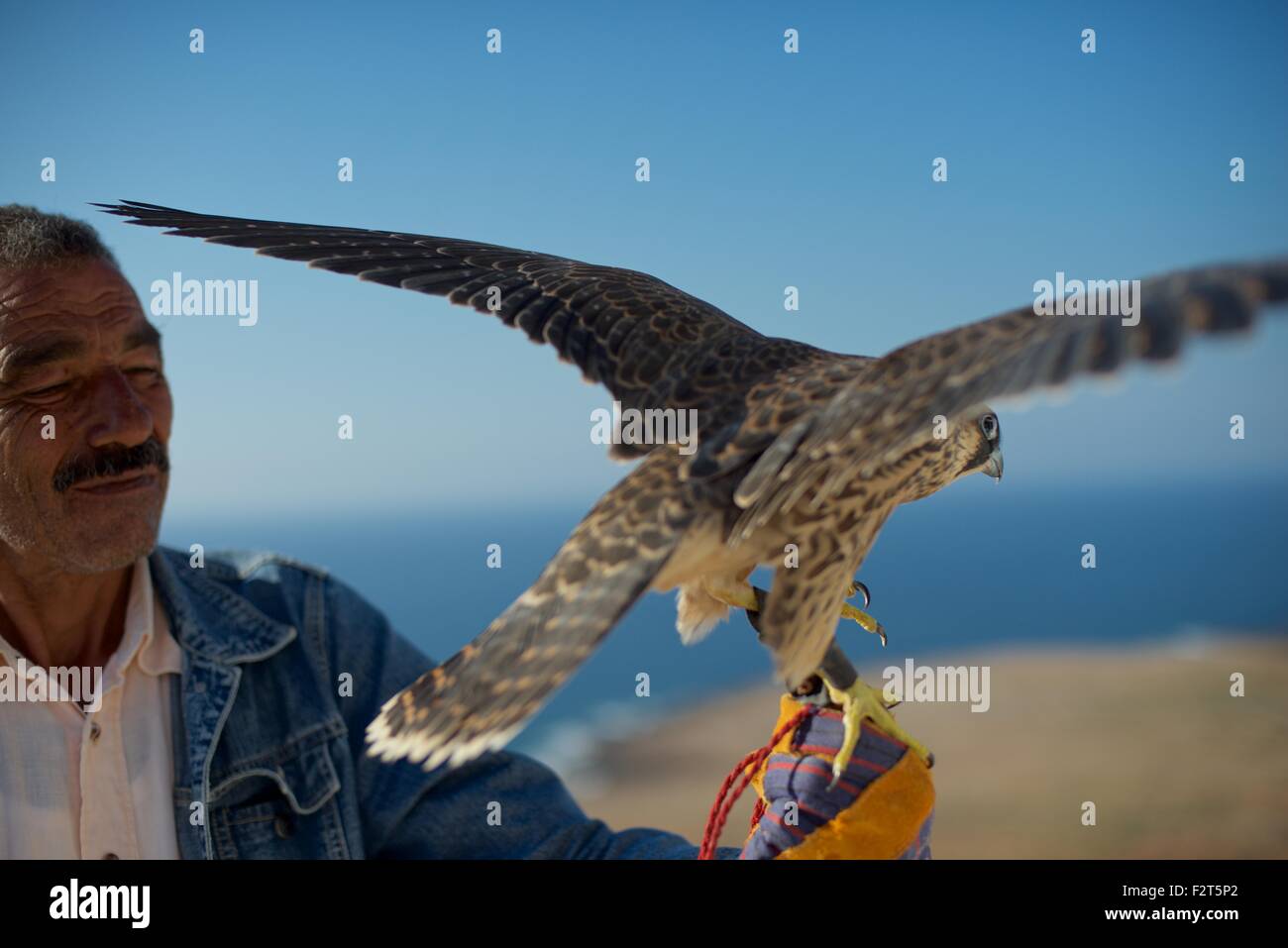 Falconer holding a barbary falcon at the annual Festival de L'epervier