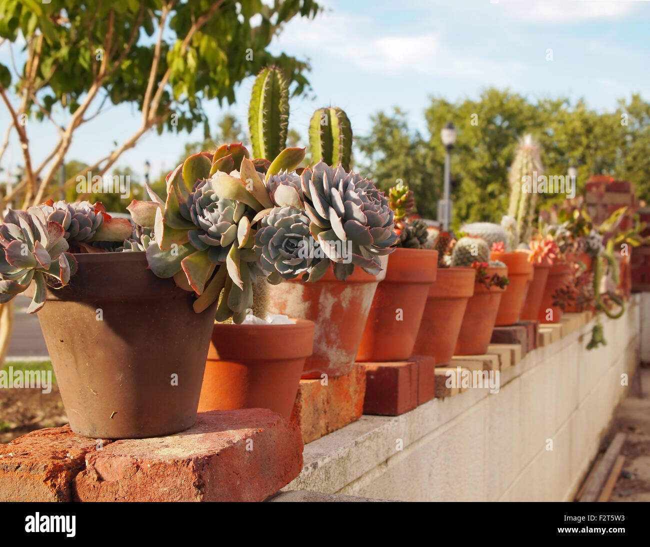 A line of terra cotta clay pots with a collection of different succulent and cactus species sits along a white concrete wall sur Stock Photo