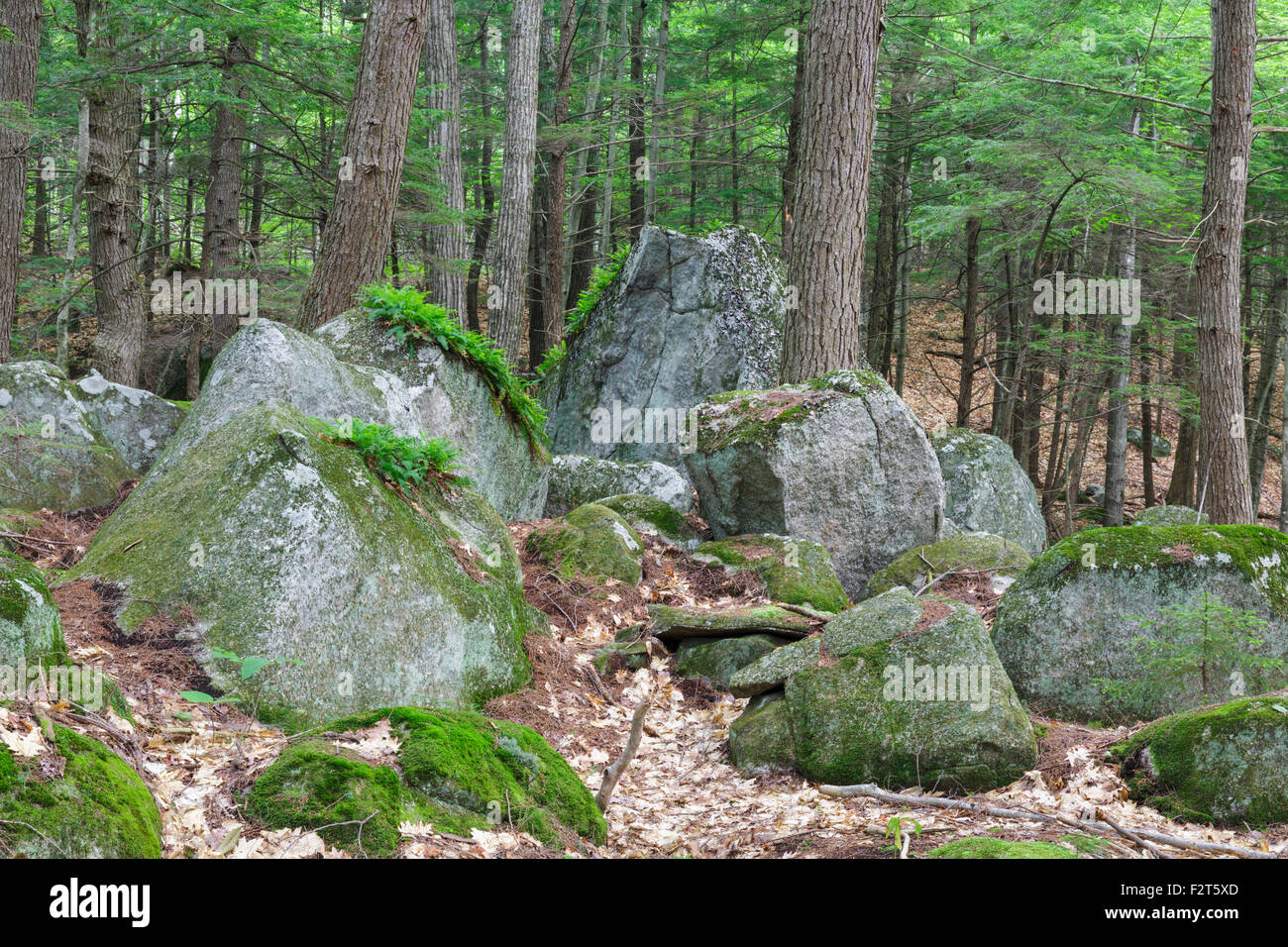 Typical landscape of Sandwich Notch, along Sandwich Notch Road, in