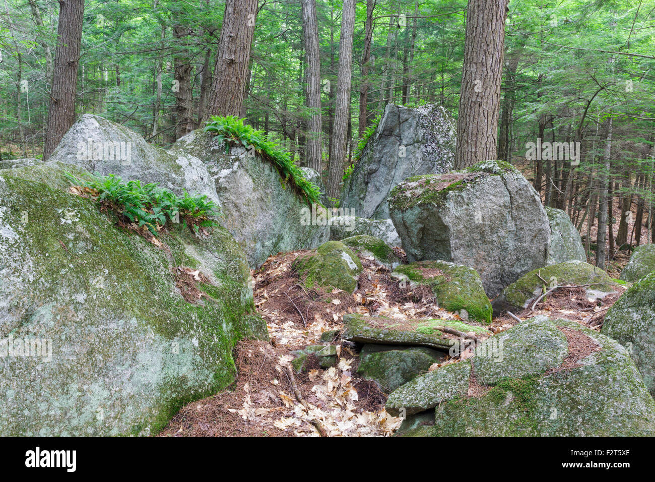 Typical landscape of Sandwich Notch, along Sandwich Notch Road, in