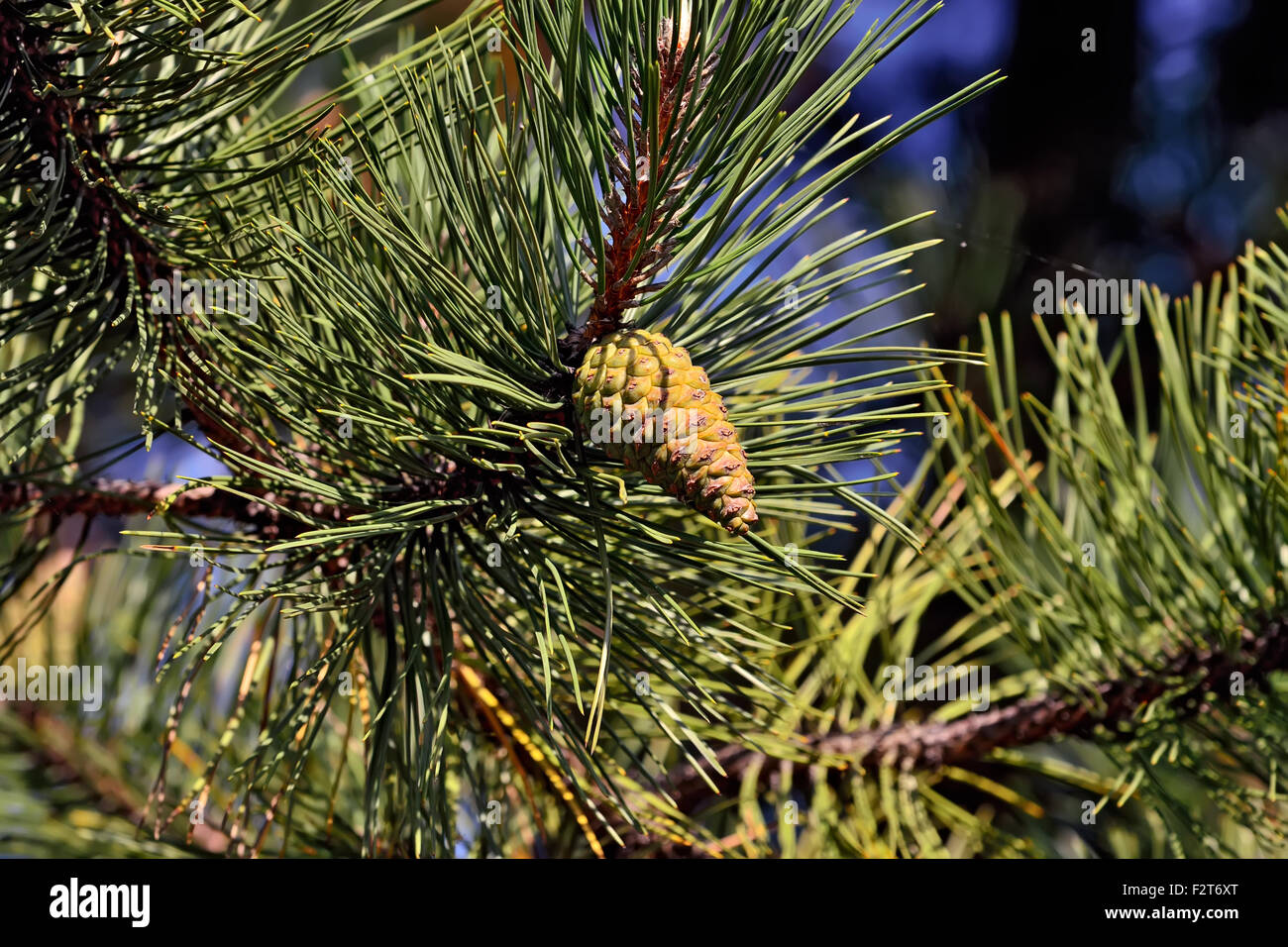 Pinus mugo. Needles and buds close up Stock Photo - Alamy