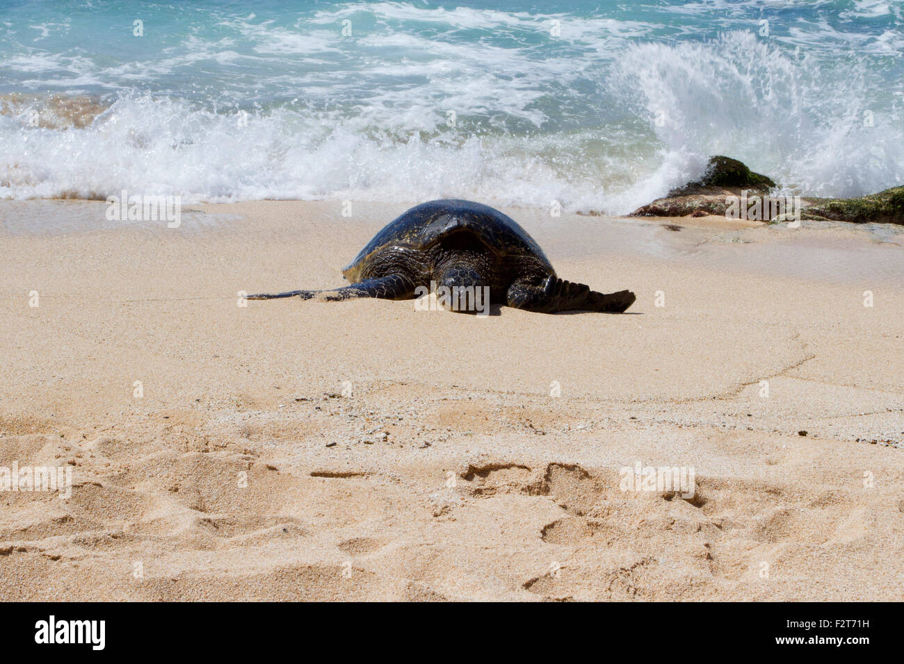 Green Sea Turtle (Chelonia mydas) resting on the beach at Ho'okipa Beach Park, Paia, Maui, Hawaii, in August Stock Photo
