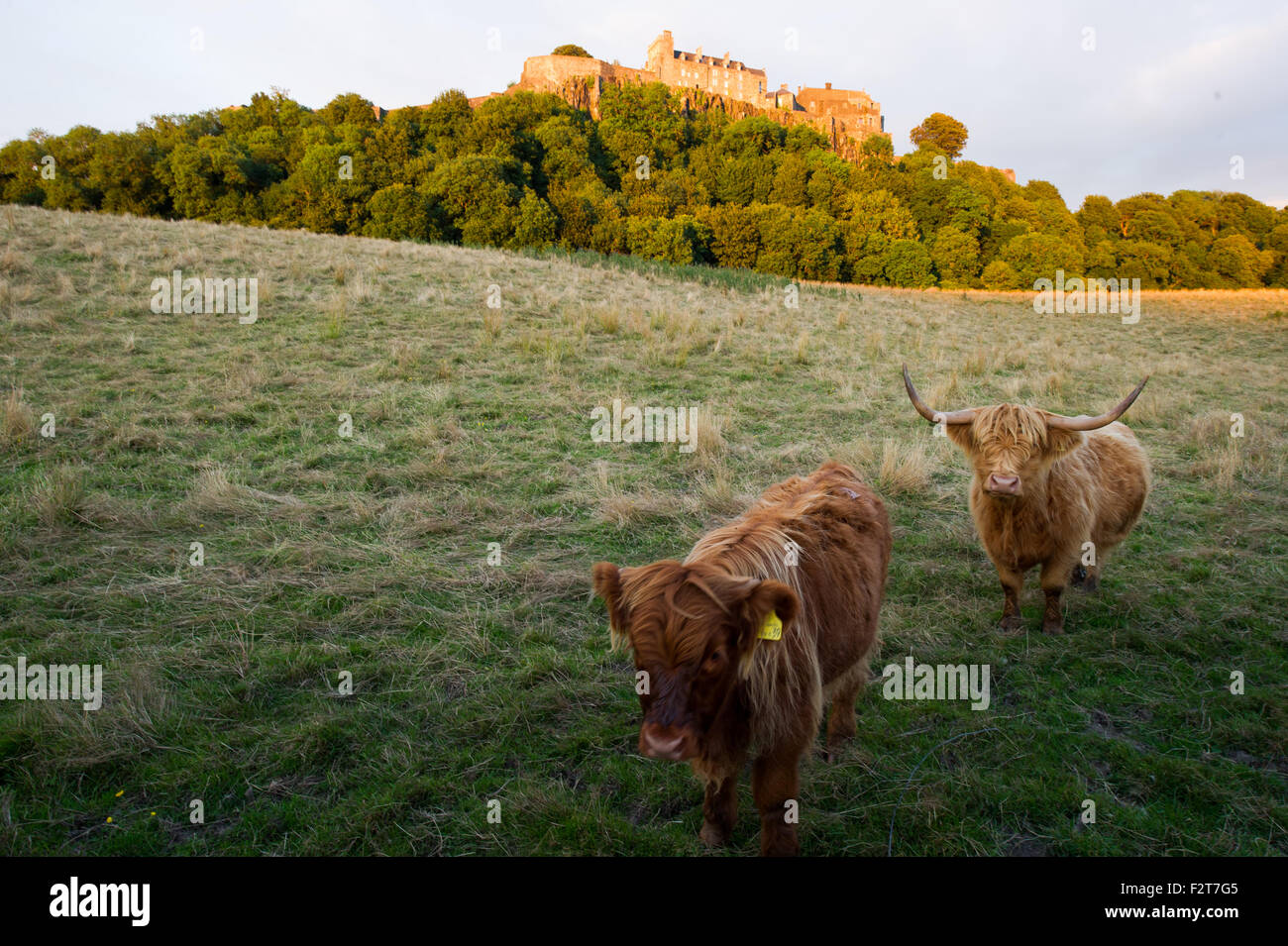Highland Cow and calf standing in a field below Stirling Castle Stock ...