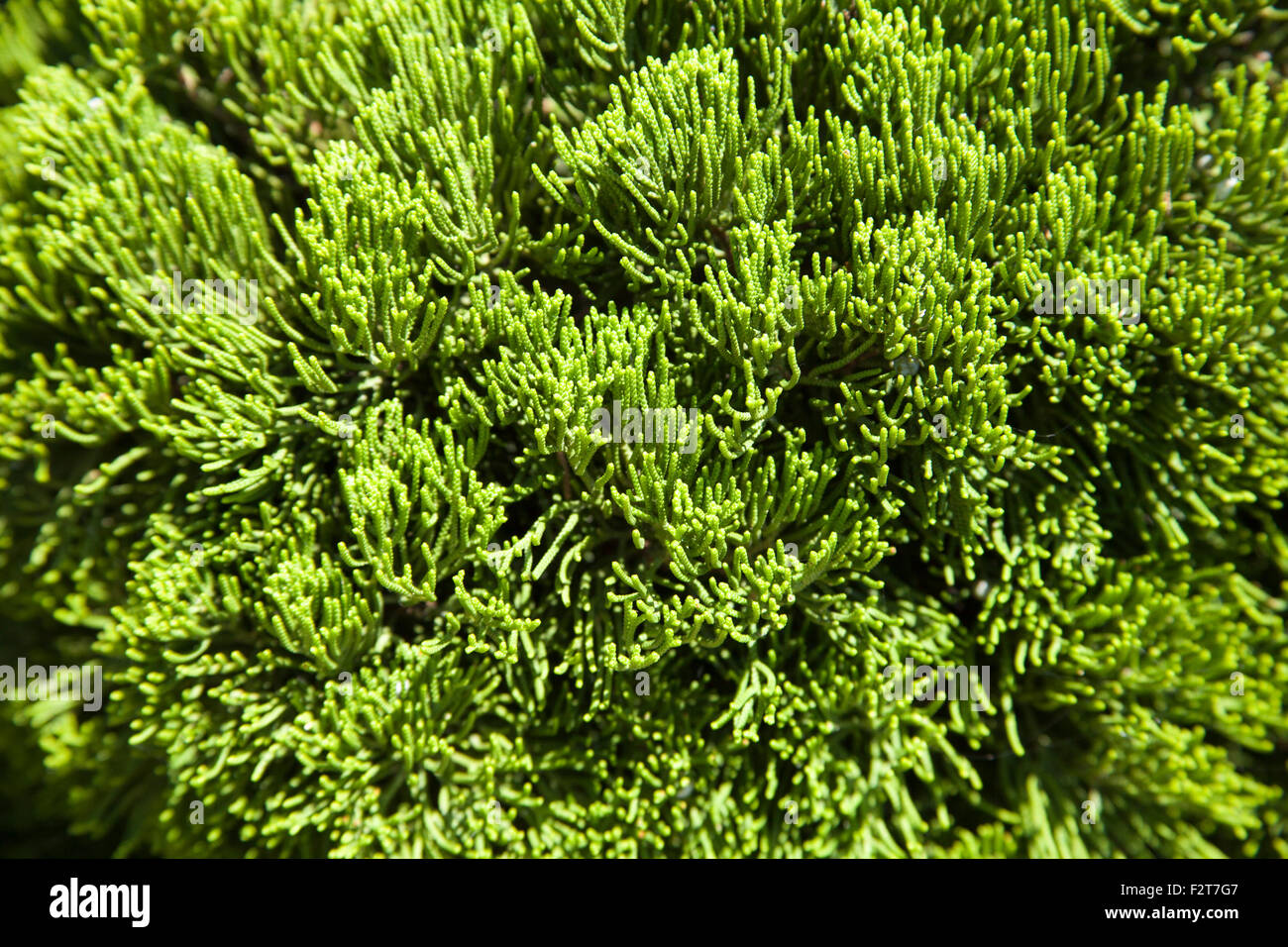 Cypress tree in a small garden Stock Photo