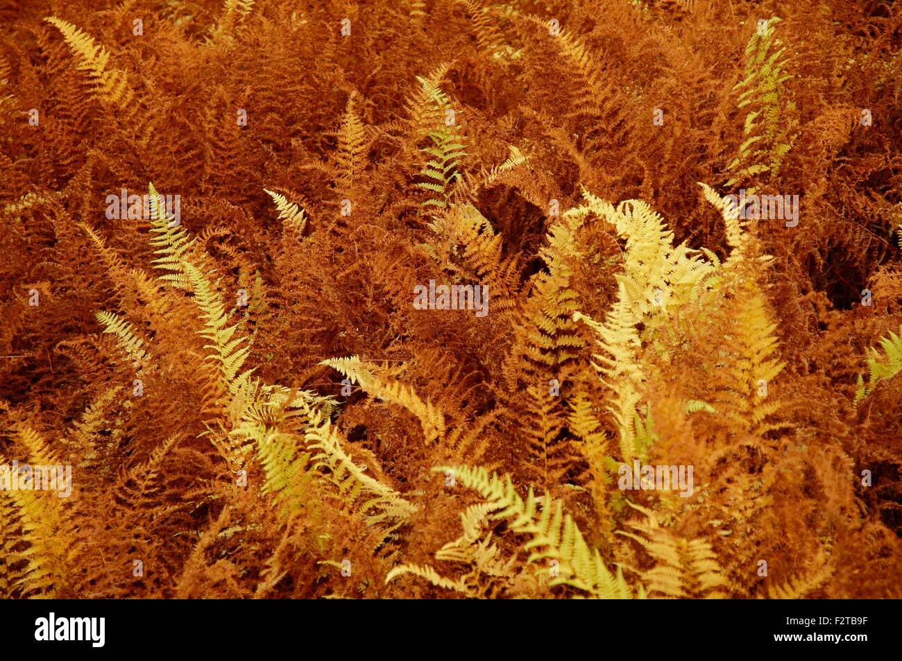 Yellow and brown fern vegetation - top view. Stock Photo