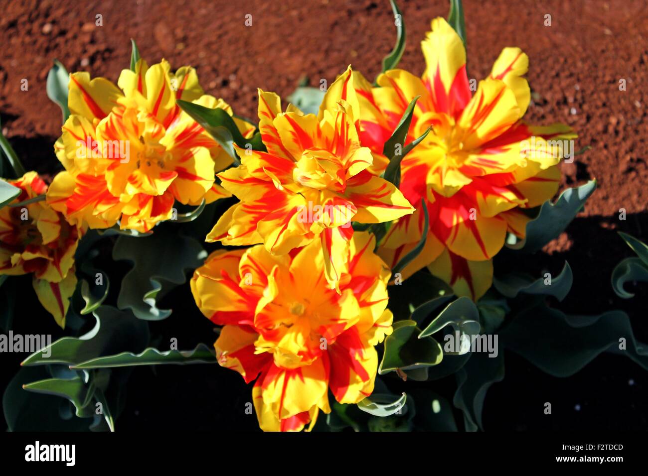 Orange yellow Tulips Stock Photo