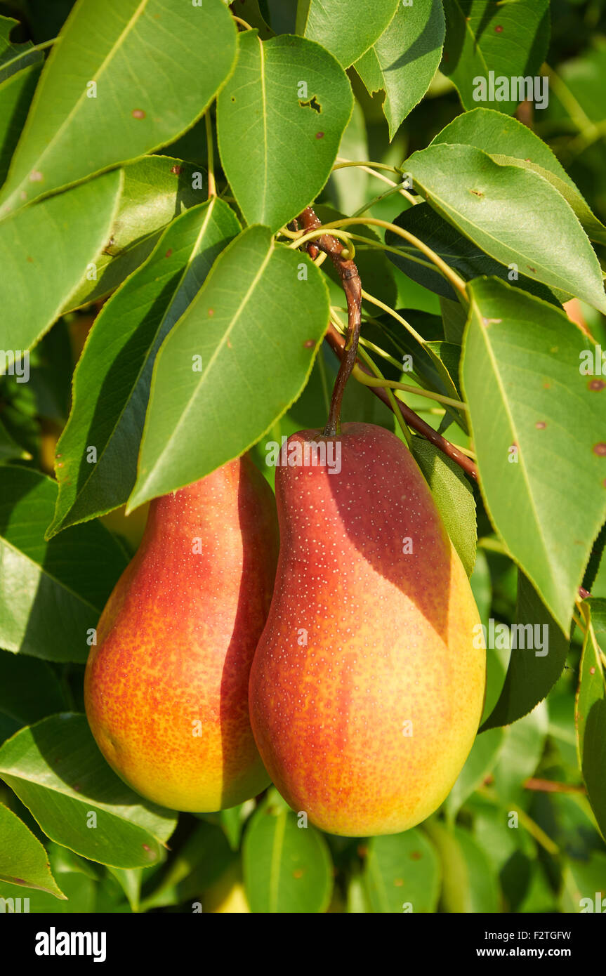 Two big ripe red yellow pear fruit on the tree Stock Photo