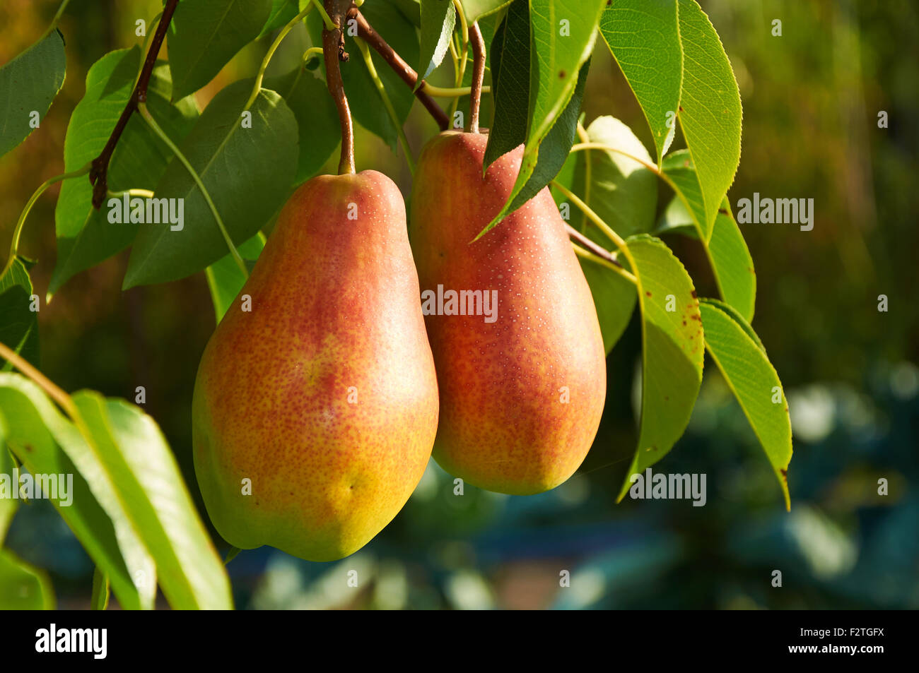Two big ripe red yellow pear fruit on the tree Stock Photo
