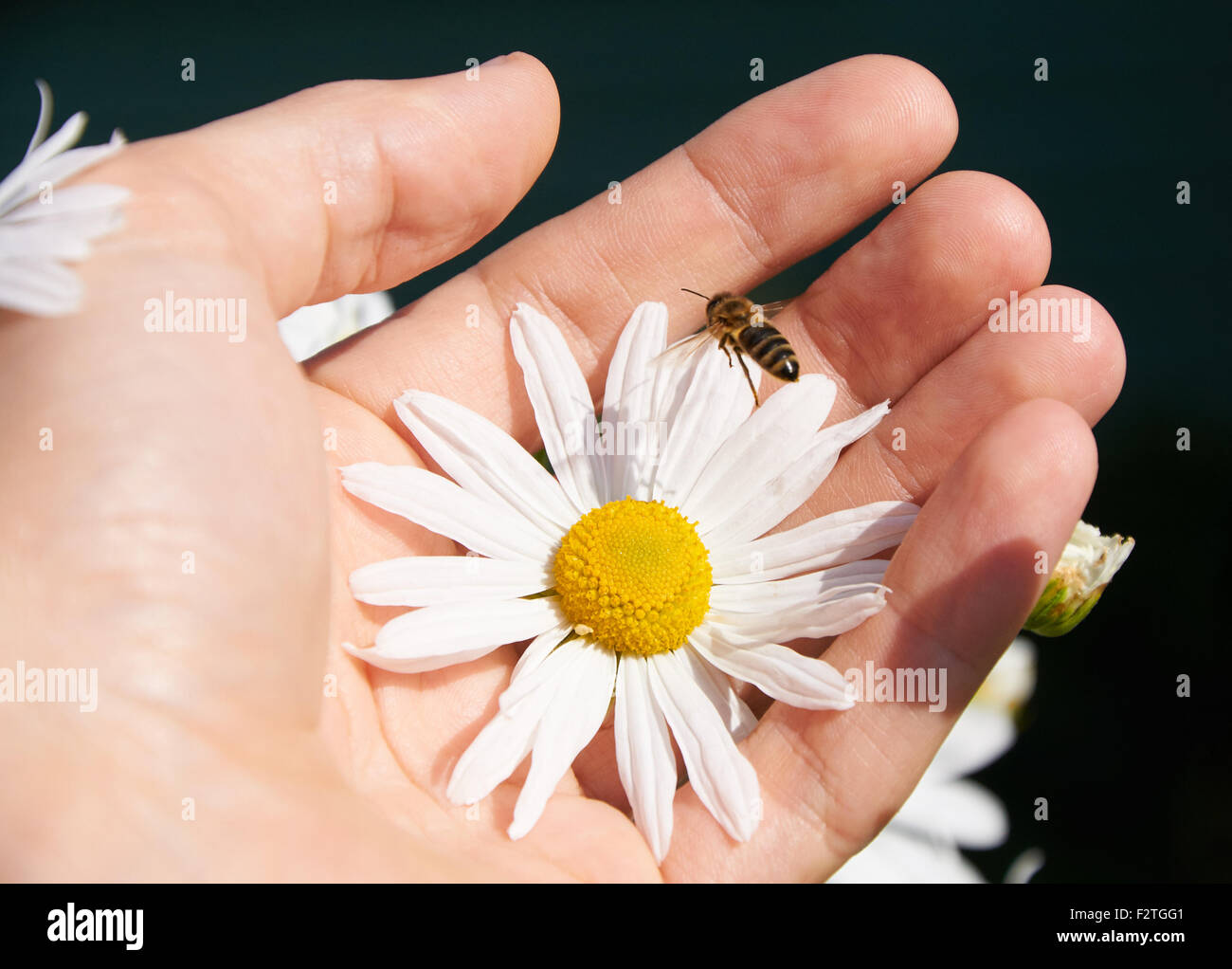 White daisy and bee in a hand Stock Photo