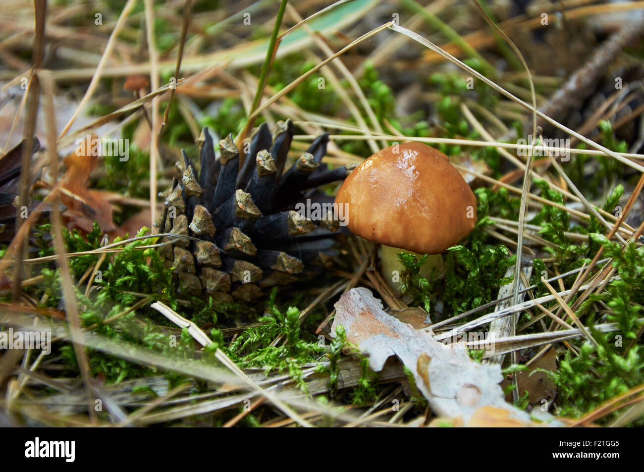 Small Suillus luteus mushroom near the pine cone Stock Photo