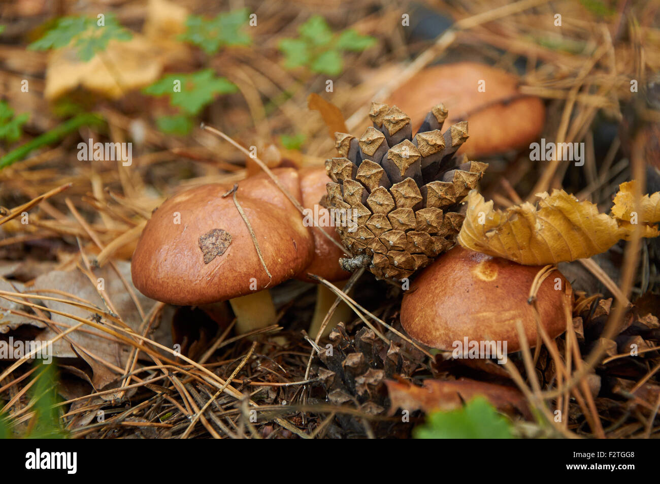 Four small suillus luteus mushroom and pine cone on them Stock Photo
