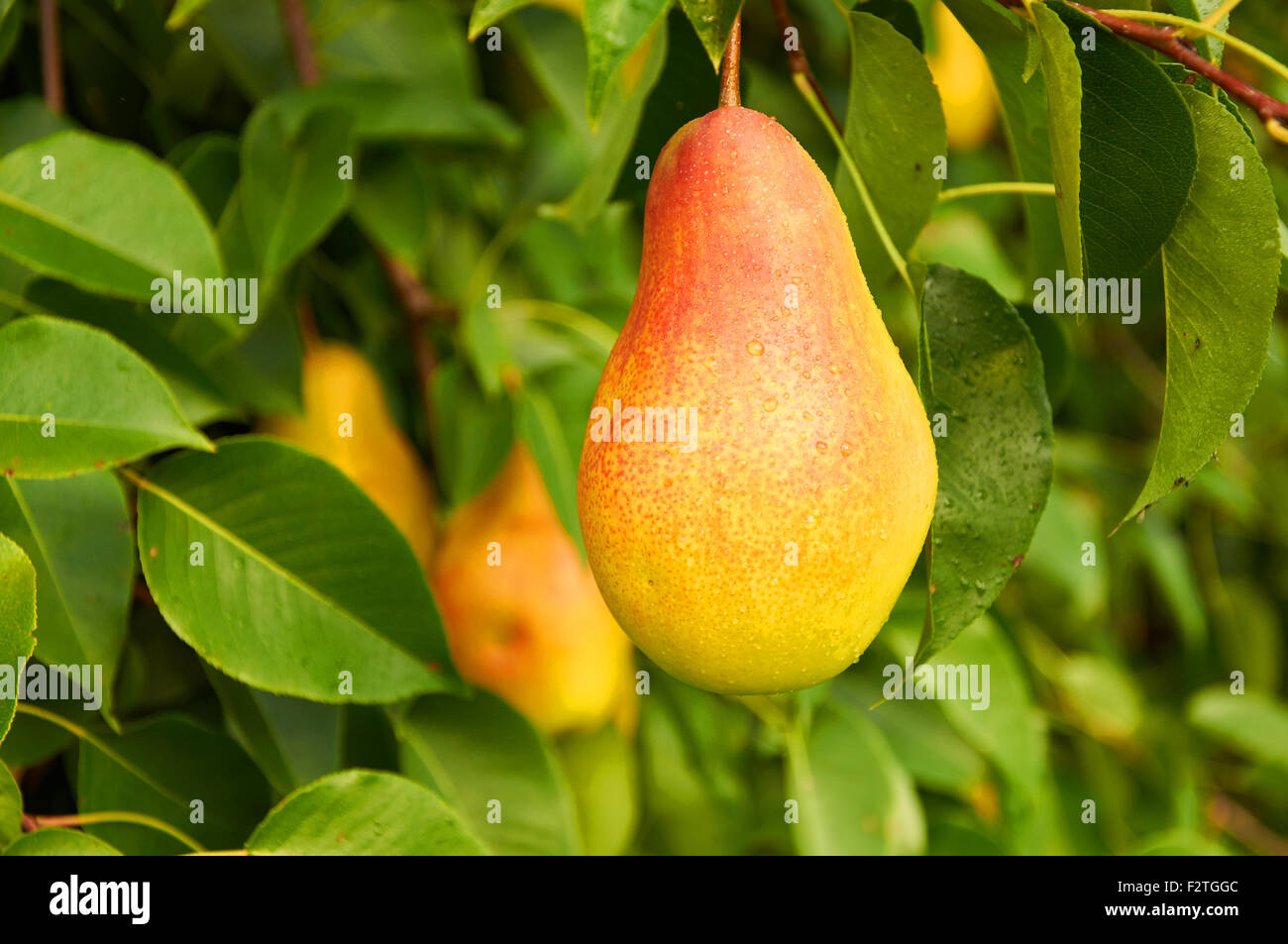 Big ripe red yellow pear fruit on the tree Stock Photo