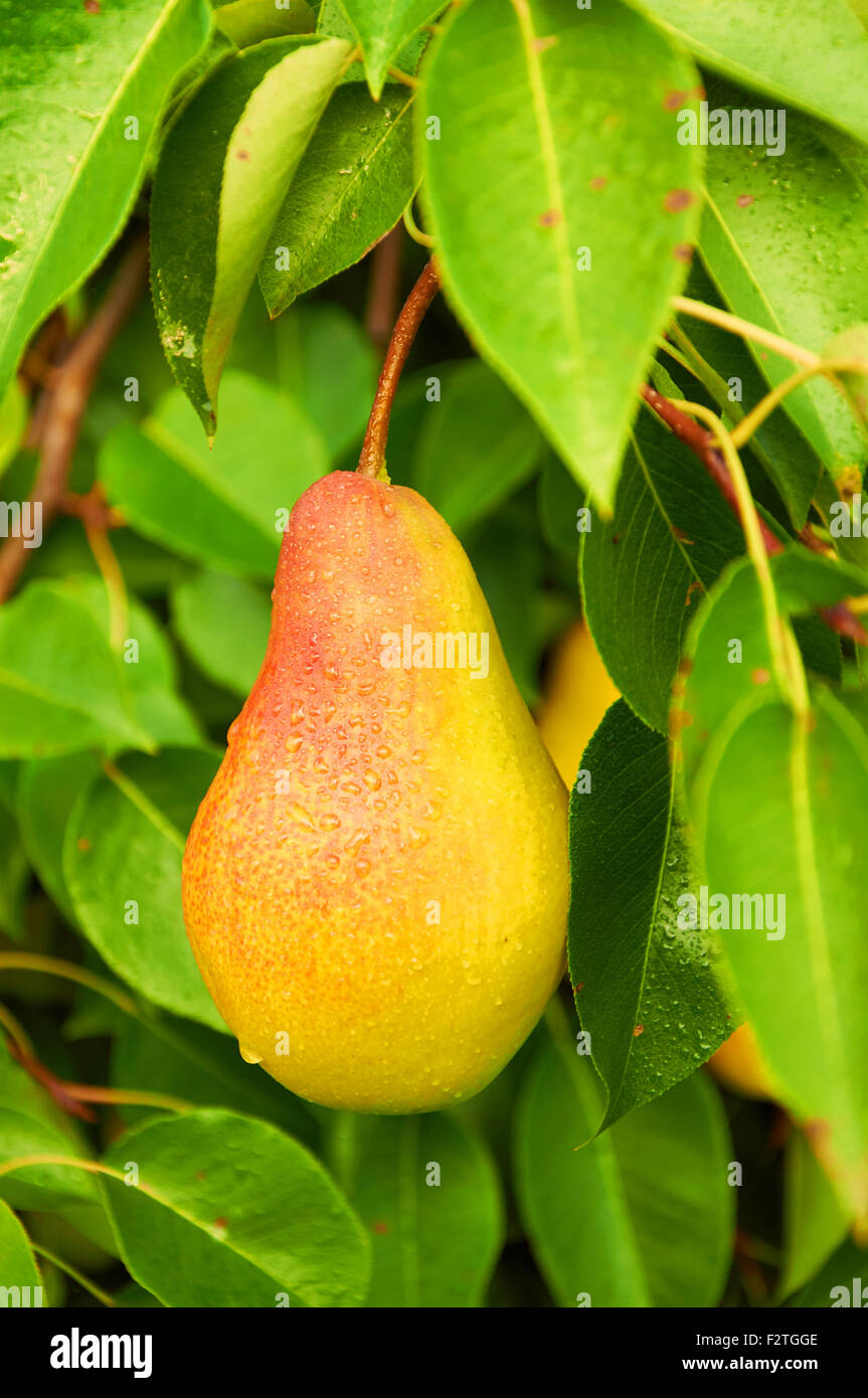 Big ripe red yellow pear fruit on the tree after the rain Stock Photo