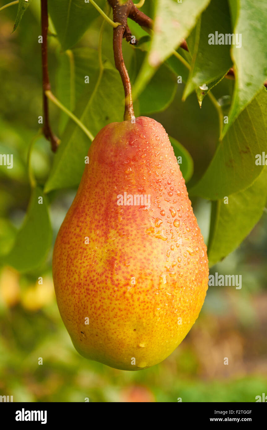 Big ripe red yellow pear fruit on the tree after the rain Stock Photo