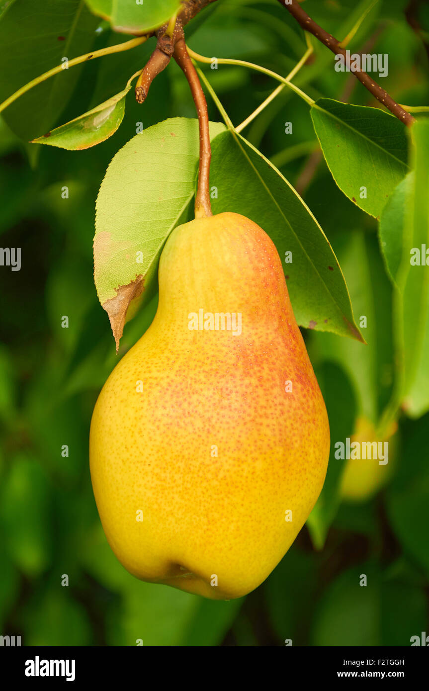 Big ripe red yellow pear fruit on the tree Stock Photo