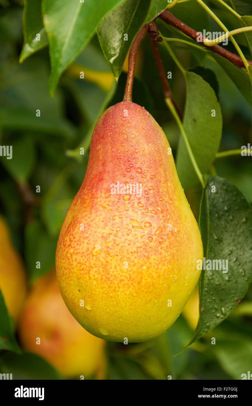 Big ripe red yellow pear fruit on the tree after the rain Stock Photo