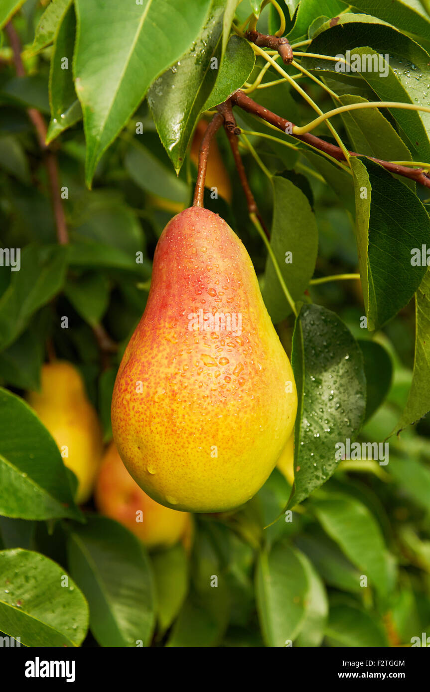 Big ripe red yellow pear fruit on the tree after the rain Stock Photo