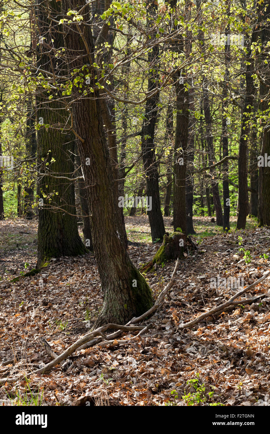 The old hornbeam forest in falls morning Stock Photo