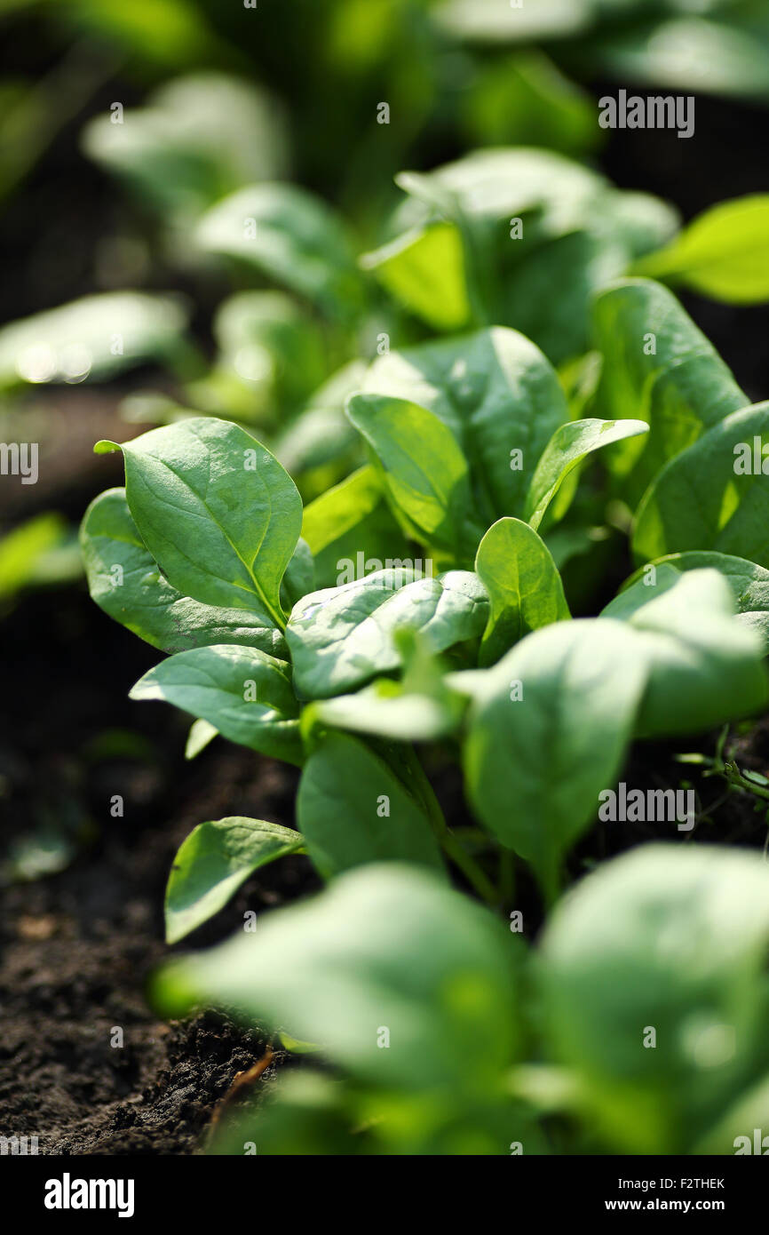 Spinach field hires stock photography and images Alamy