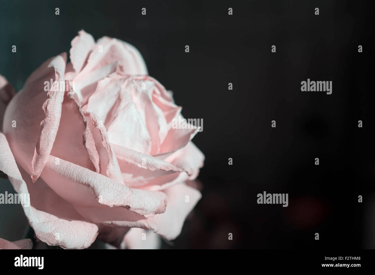 Fading rose pink color close up Stock Photo - Alamy