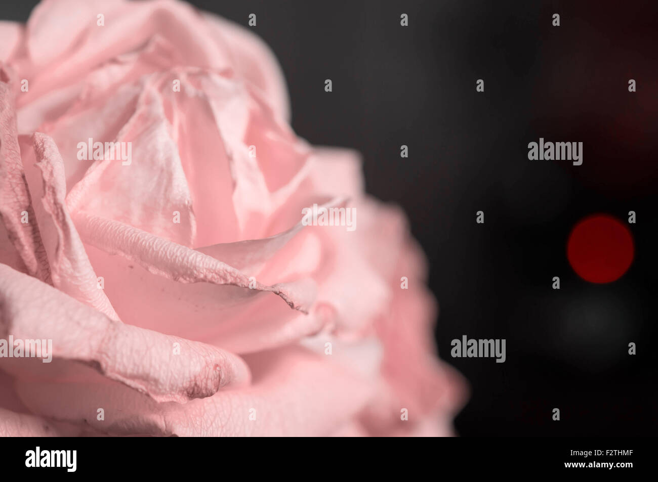 Fading rose pink color close up Stock Photo - Alamy