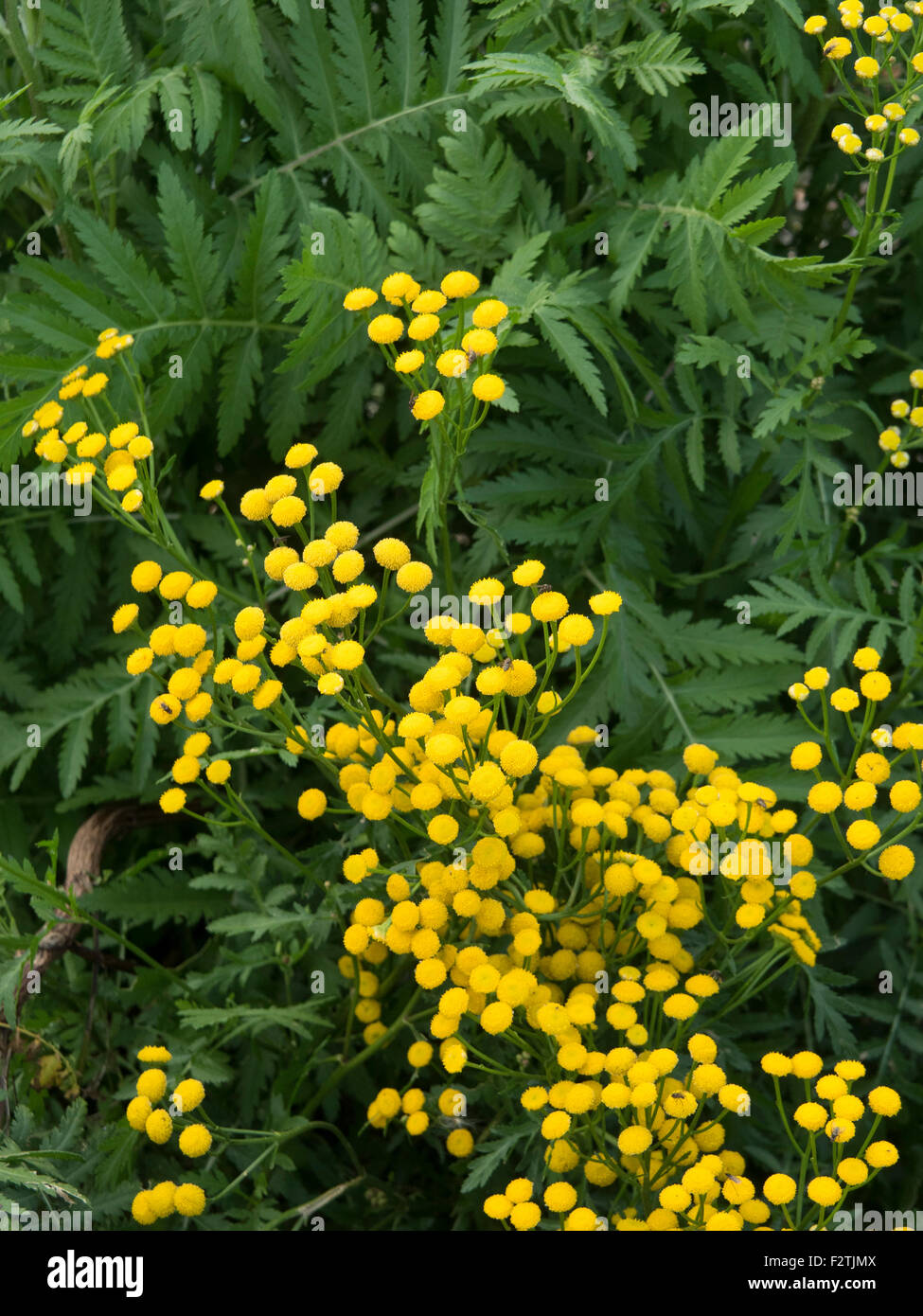 Golden mimosa hi-res stock photography and images - Alamy