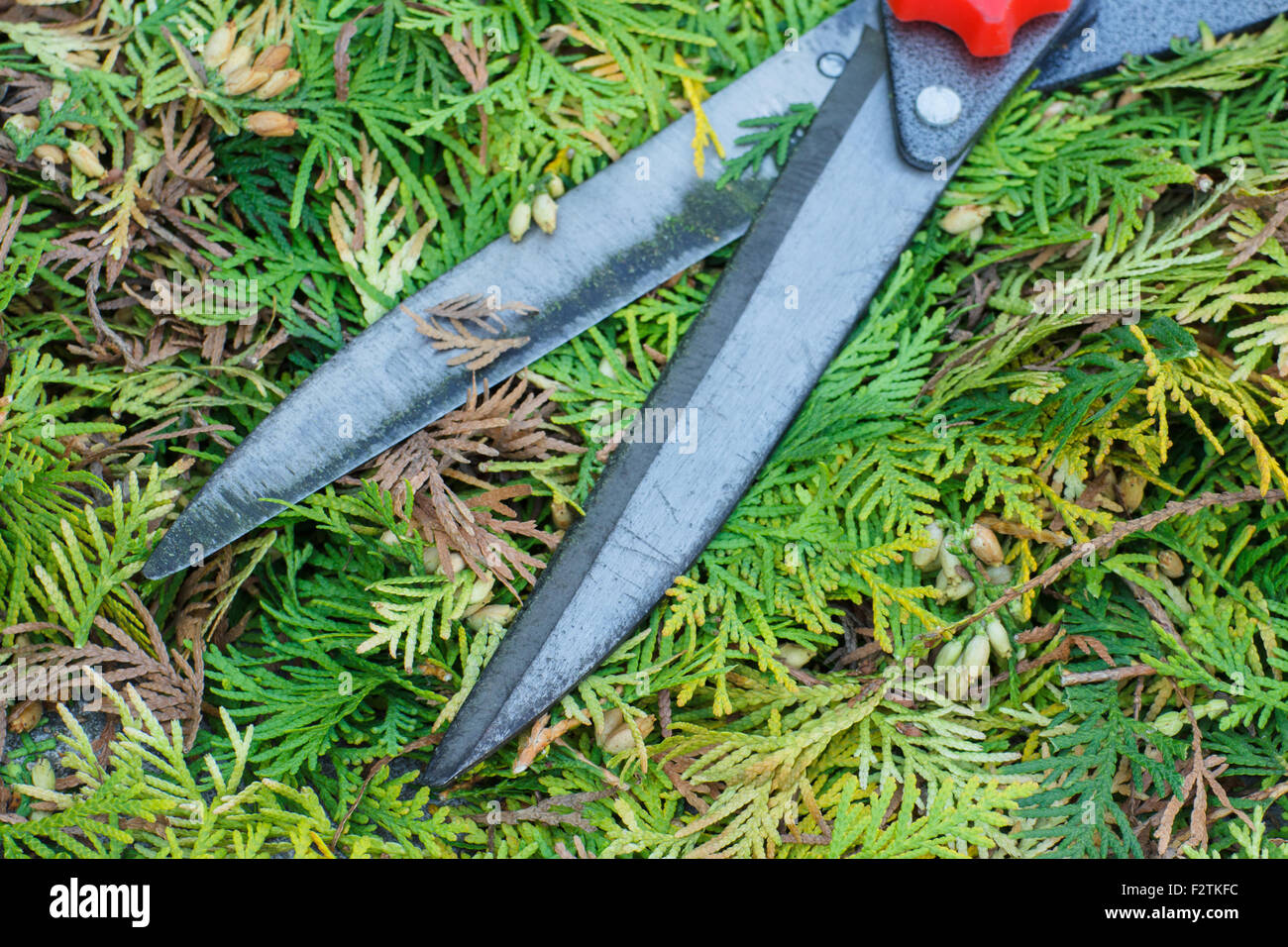Gardening tool to trim hedge, cutting bushes with garden shears
