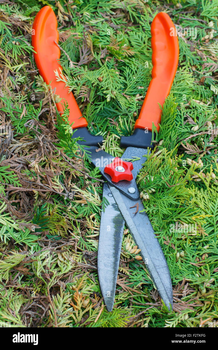 Gardening tool to trim hedge, cutting bushes with garden shears ...