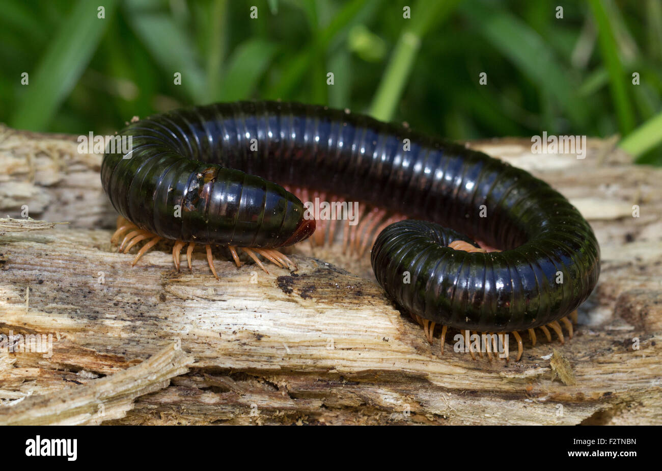 Centipede (Spirostreptidae sp.), Andasibe National Park, Madagascar ...