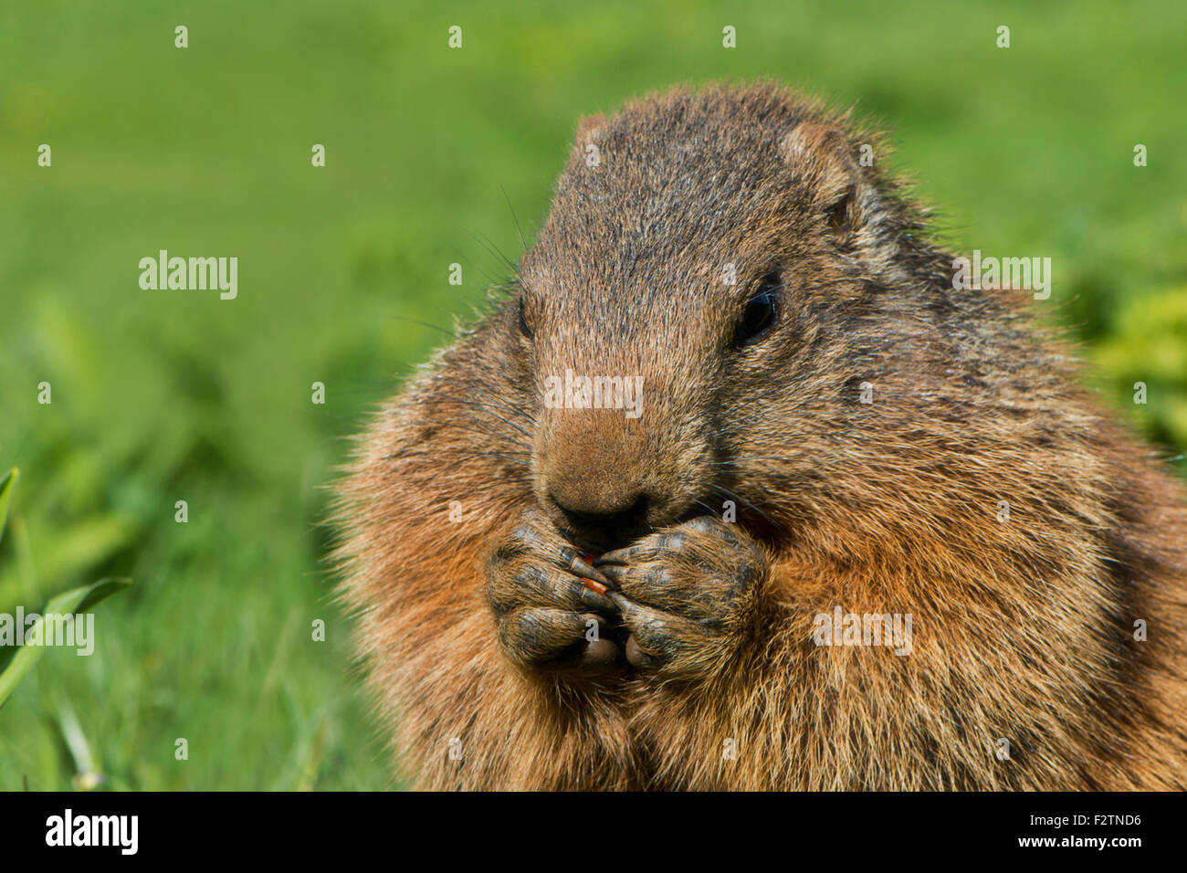 Marmot (Marmota), feeding, Reichenstein, Styria, Austria Stock Photo