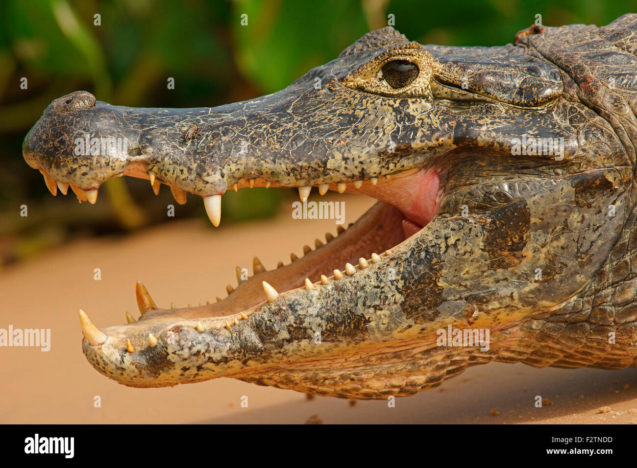 Yacare caiman (Caiman Yacare, Caiman crocodilus yacare) with open mouth, portrait, Pantanal, Brazil Stock Photo