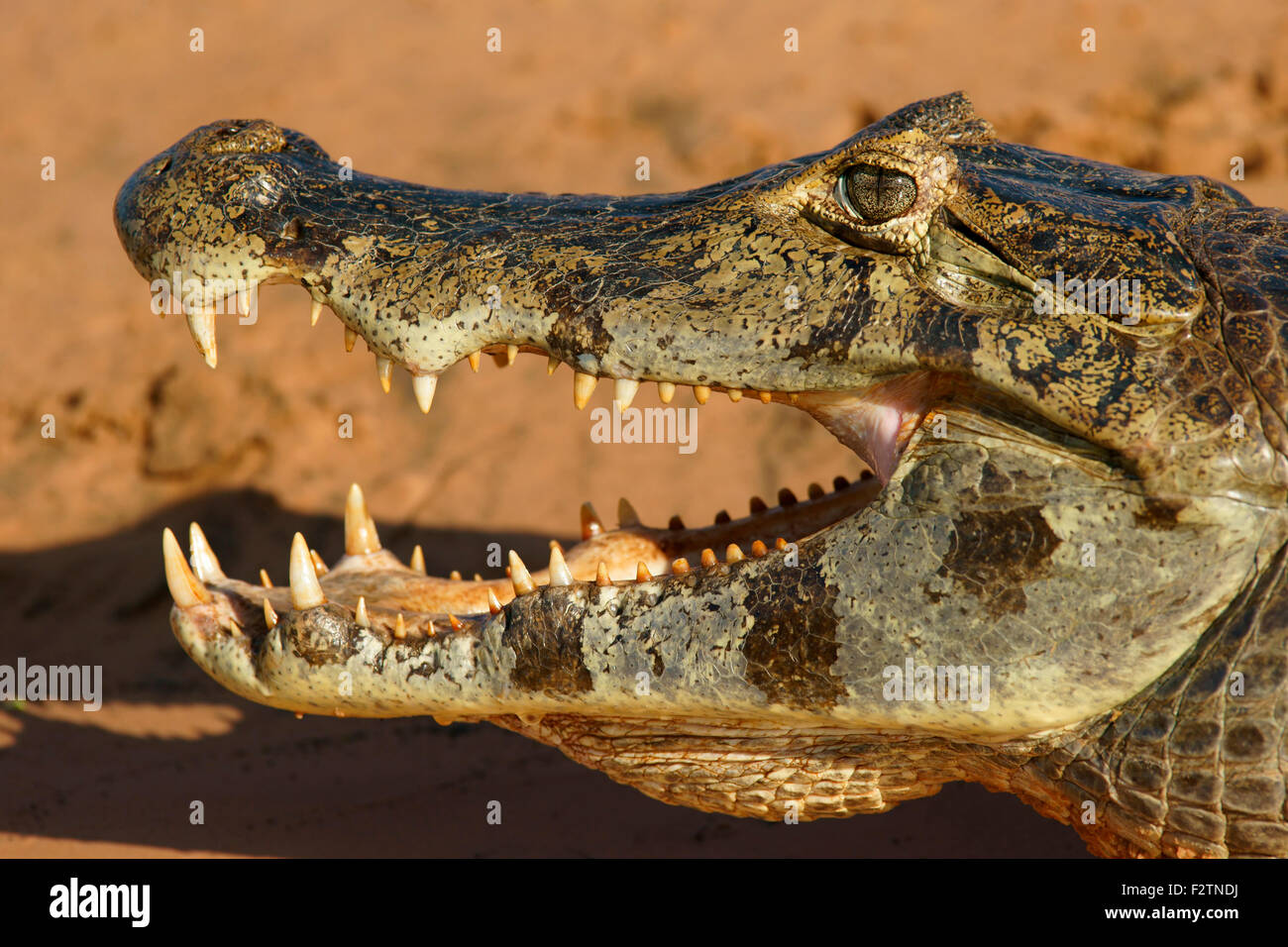 Yacare caiman (Caiman Yacare, Caiman crocodilus yacare), with open mouth, portrait, Pantanal, Brazil Stock Photo