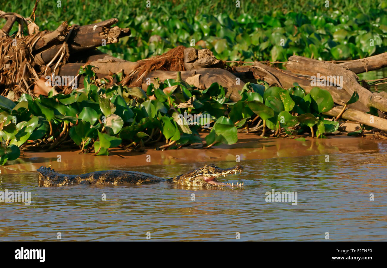Yacare caiman (Caiman Yacare, Caiman crocodilus yacare), swimming in the water, Pantanal, Brazil Stock Photo