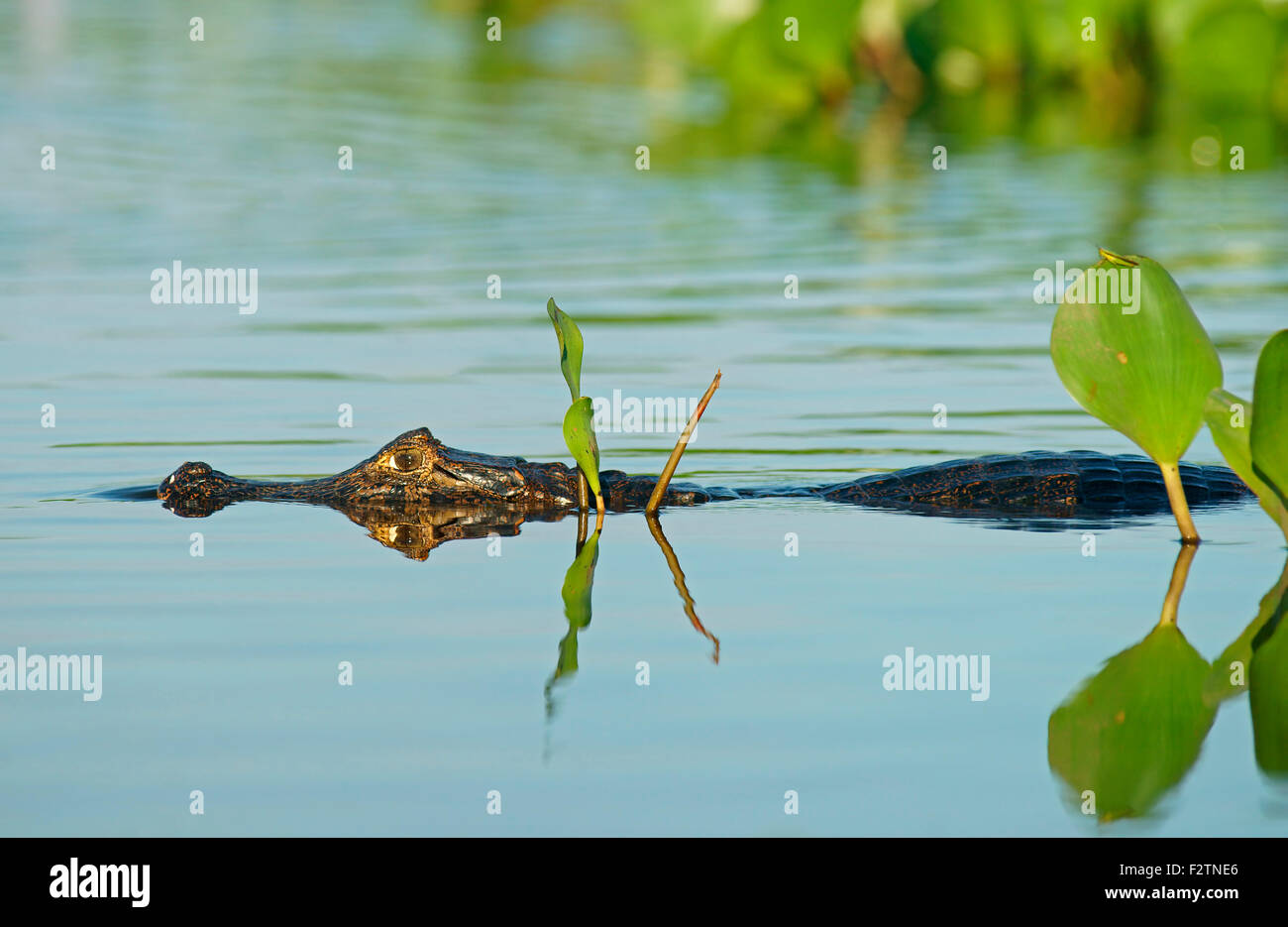 Yacare caiman (Caiman Yacare, Caiman crocodilus yacare), lurking in the water, Pantanal, Brazil Stock Photo