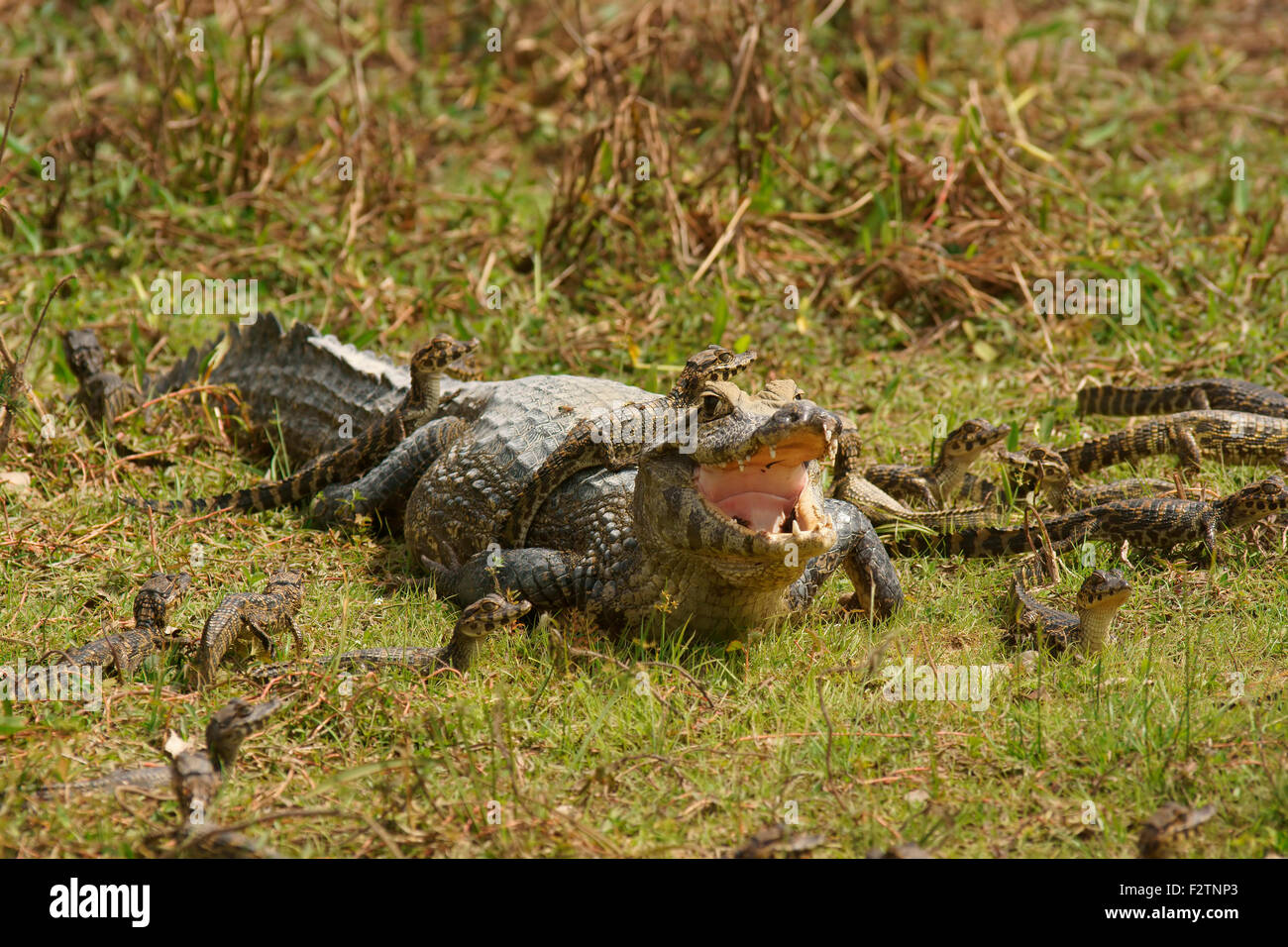 Yacare caiman (Caiman Yacare, Caiman crocodilus yacare), female with hatchlings, Pantanal, Brazil Stock Photo