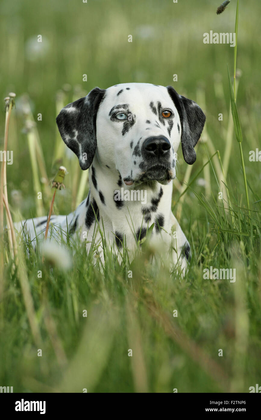 Dalmatian with one blue eye, in a meadow, portrait, different colored eyes, heterochromia iridum, Germany Stock Photo