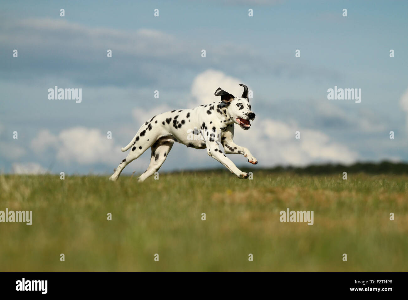 Dalmatian with one blue eye running through a meadow, different colored eyes, heterochromia iridum, Germany Stock Photo