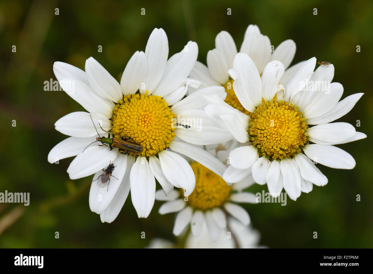 Insects, false oil beetle and a vegetable fly on the flowers of ox-eye daisy, Leucanthemum vulgare, Stock Photo